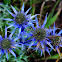 Mediterranean sea holly; Cardo panical