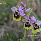 Ophrys tenthredinifera