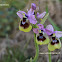 Ophrys tenthredinifera