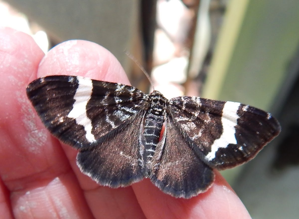 White-striped Black