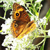 Common Buckeye butterfly