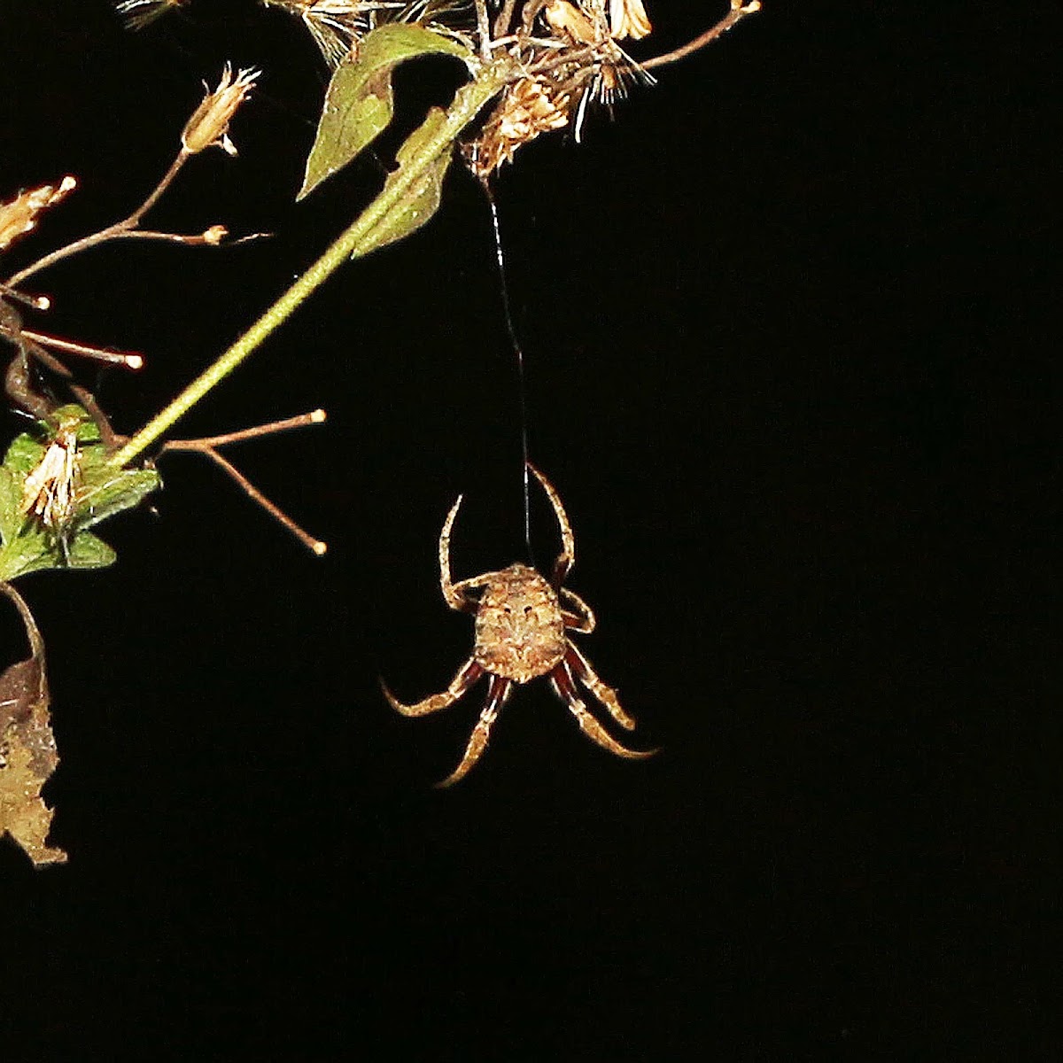 Tree Stump Spider