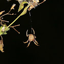 Tree Stump Spider