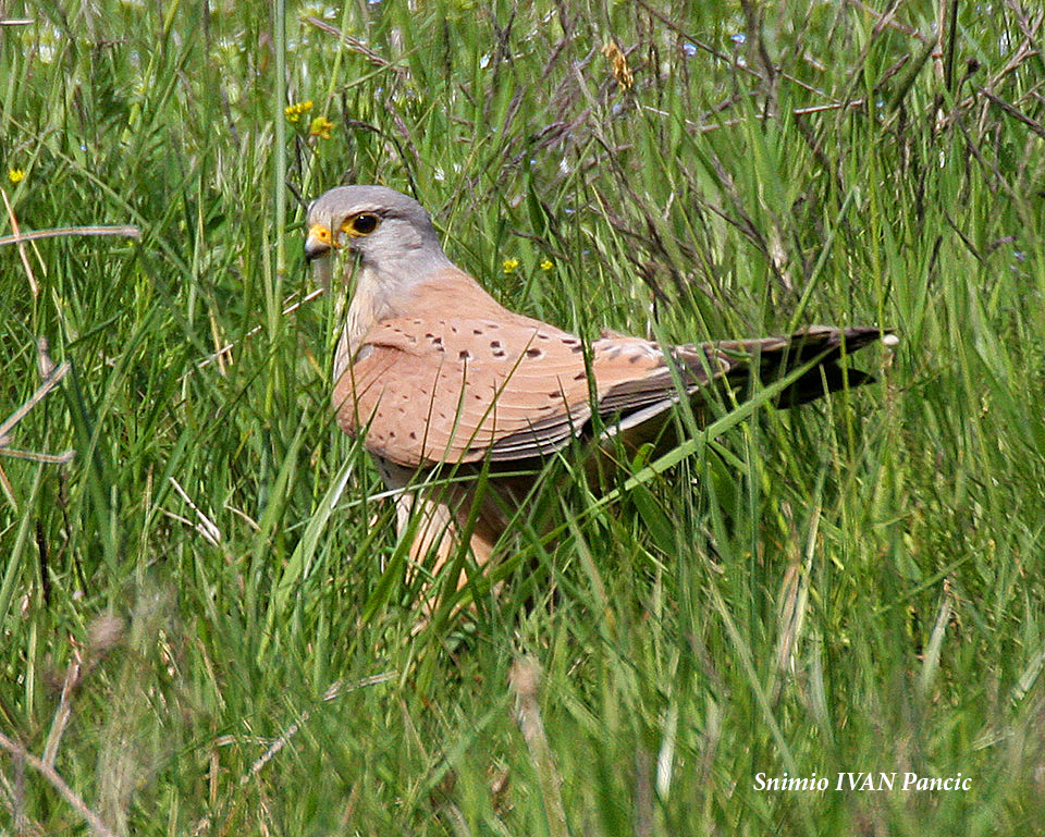 Common Kastrel