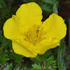 Silverweed