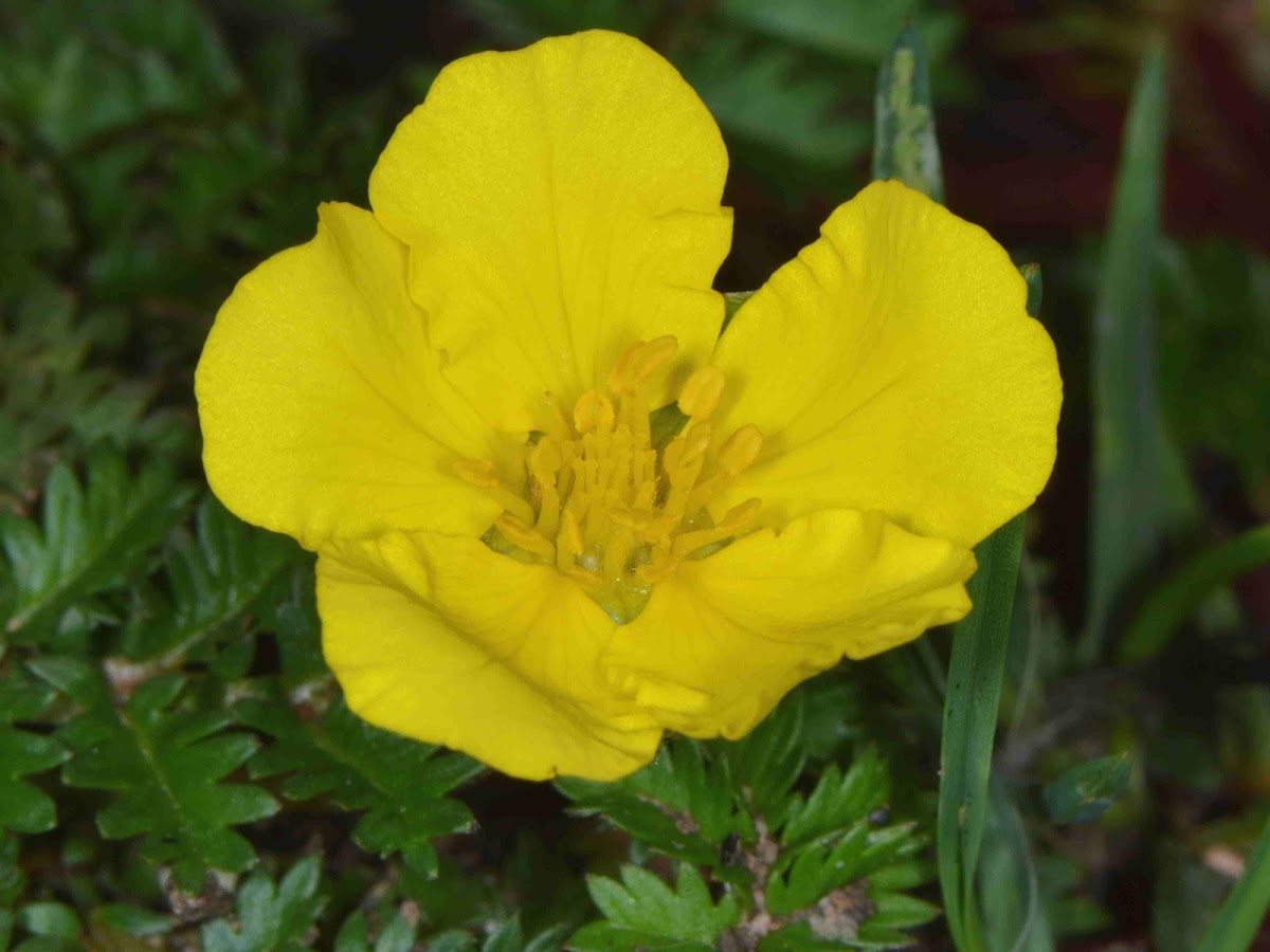 Silverweed