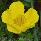 Silverweed