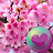 Sakura Cherry Blossoms HD Wall logo