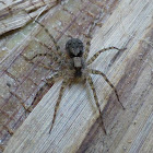 Wolf spider