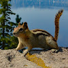 Golden-mantled Ground Squirrel