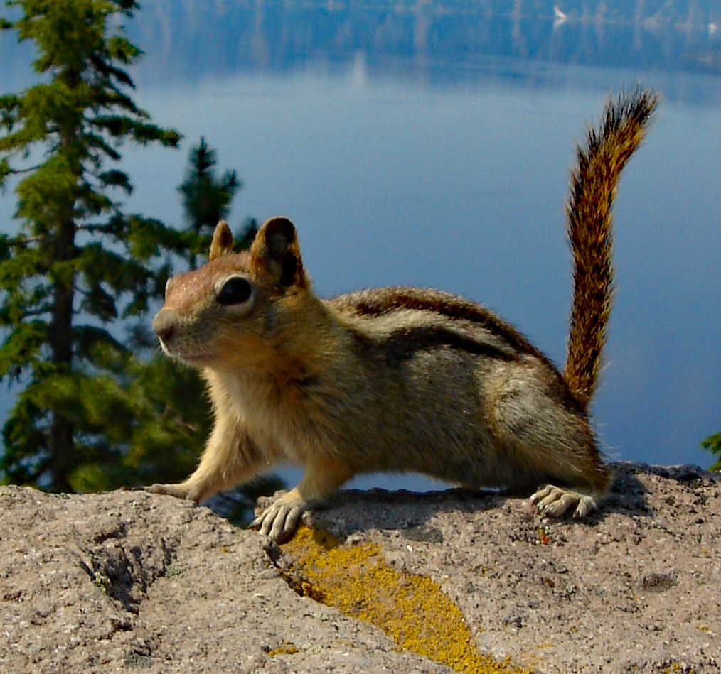 Golden-mantled Ground Squirrel