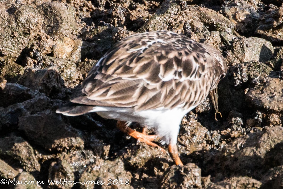 Turnstone