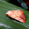 Transverse Moth