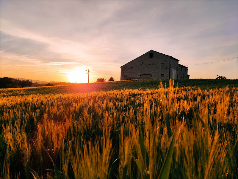 Golden Grain di Enoisullillusione