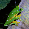 Spurrell´s Leaf Frog