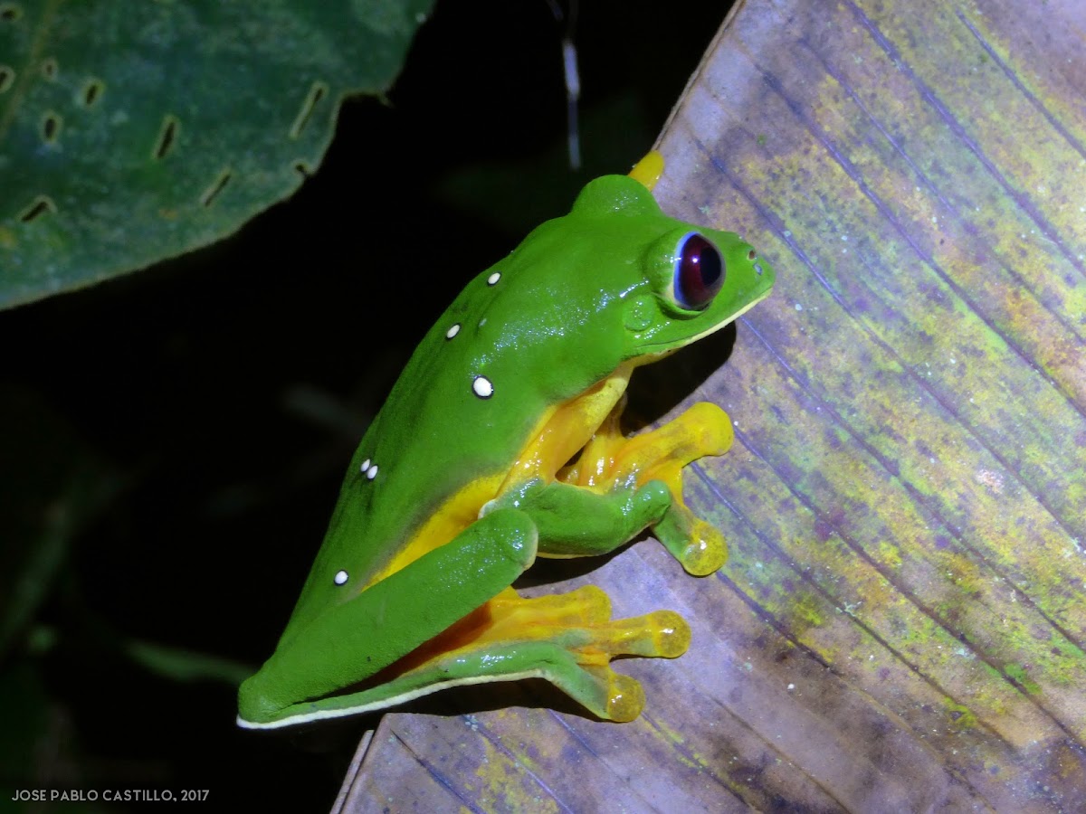 Spurrell´s Leaf Frog