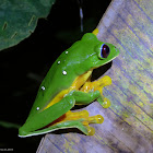 Spurrell´s Leaf Frog