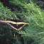 Giant Swallowtail