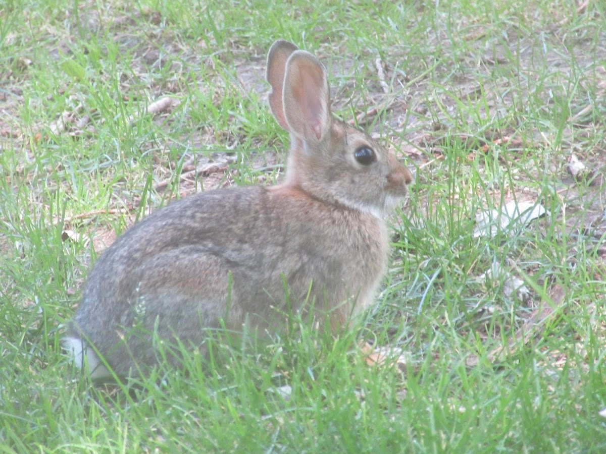 Mountain Cottontail