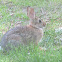 Mountain Cottontail