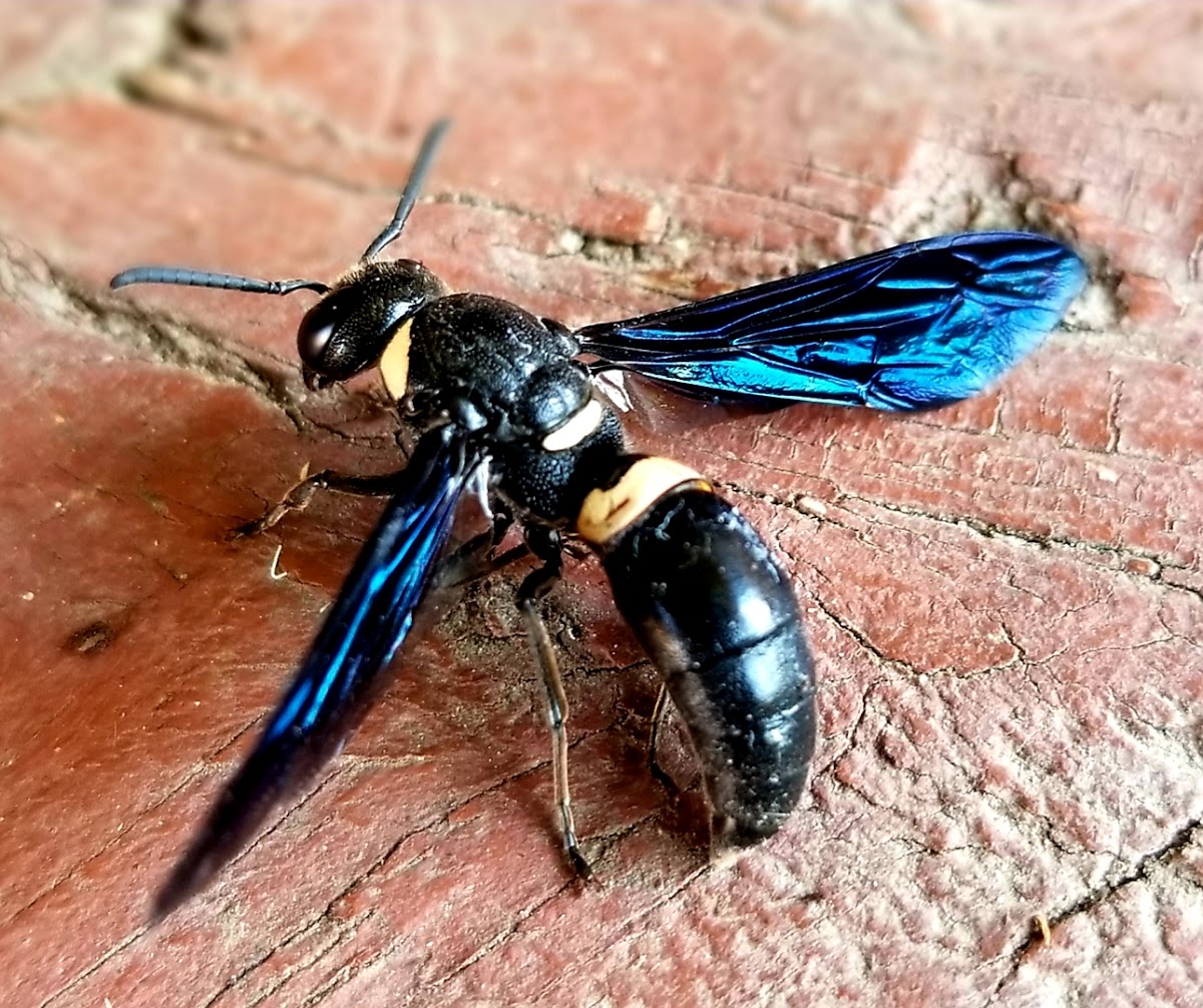 Four-toothed wasp