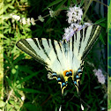 Scarce swallowtail