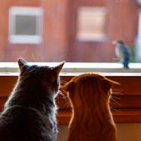 La mia finestra sul mondo: le mie gatte, il mio balcone di 