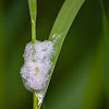 Froghopper spittle