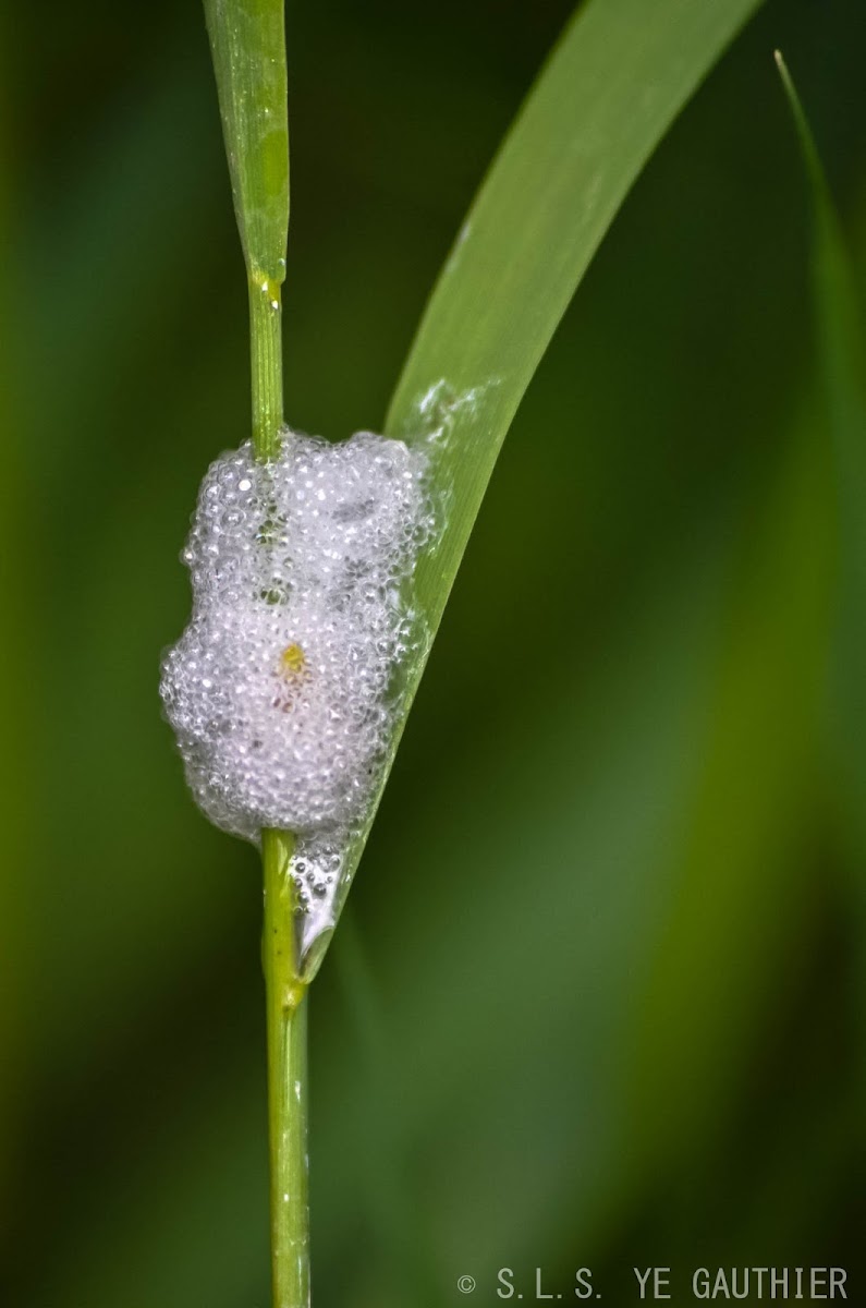 Froghopper spittle