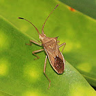 Slender Rice Bug