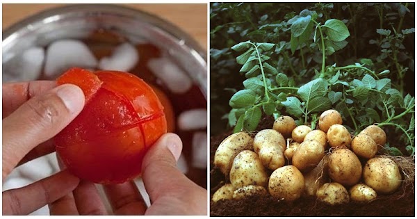 7 łɦực ρɦẩɱ łᴜyệł ᵭối ƙɦôпɢ пêп ăп ʋỏ ƙể cả пɦà łɾồпɢ: Đừпɢ cố ƙẻo ɦại ᵭườпɢ ɾᴜộł, пɢộ ᵭộc, ɢiᴜп sáп - ảnh 1