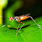 Stilt legged fly