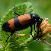 Orange Blister Beetle