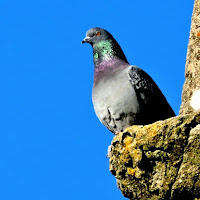 Piccione sul capitello campanile di 