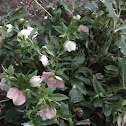 Lenten Rose