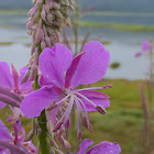 Fireweed