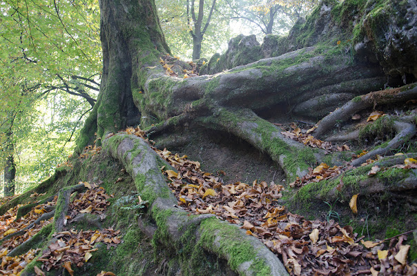 Albero  di Maxdalli67