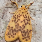 Lichen moth