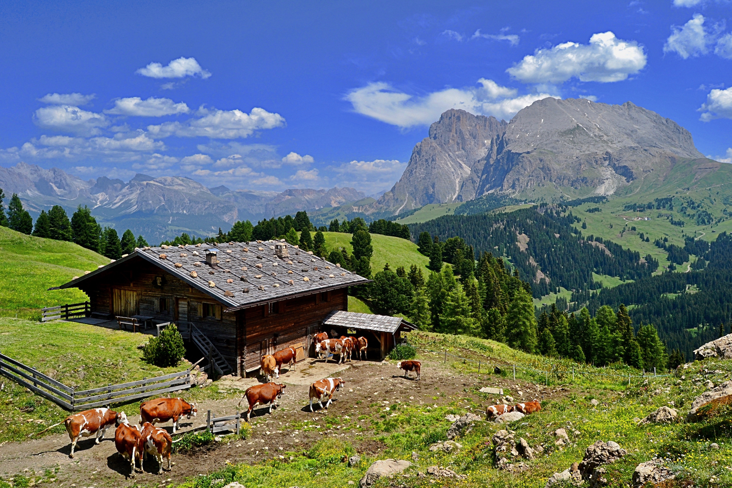 Latte di Alta Montagna di giuseppedangelo