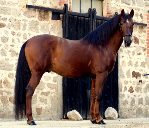 FURIA LXXV