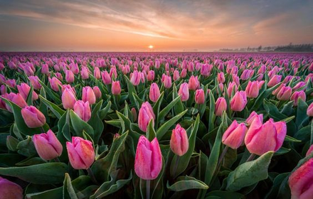 Pink tulip field wallpaper small promo image