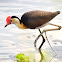 Comb Crested Jacana