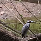 Yellow-crowned night-heron