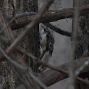 Brown Creeper