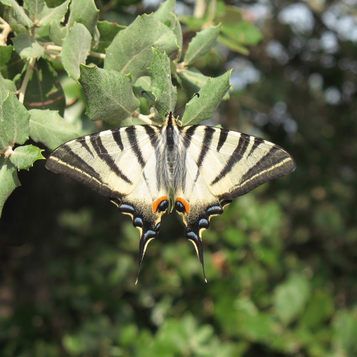 Scarce swallowtail