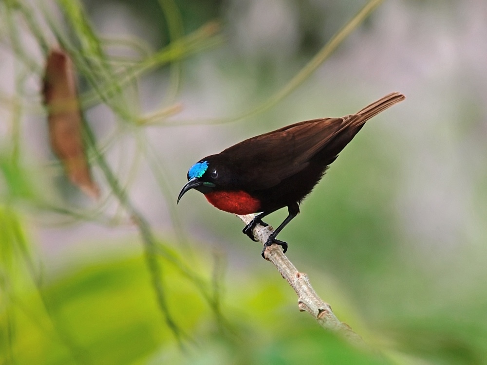 Suimanga pechiescarlata (Scarlet-chested sunbird)