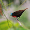 Suimanga pechiescarlata (Scarlet-chested sunbird)