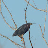 Green Heron