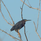 Green Heron