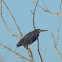 Green Heron